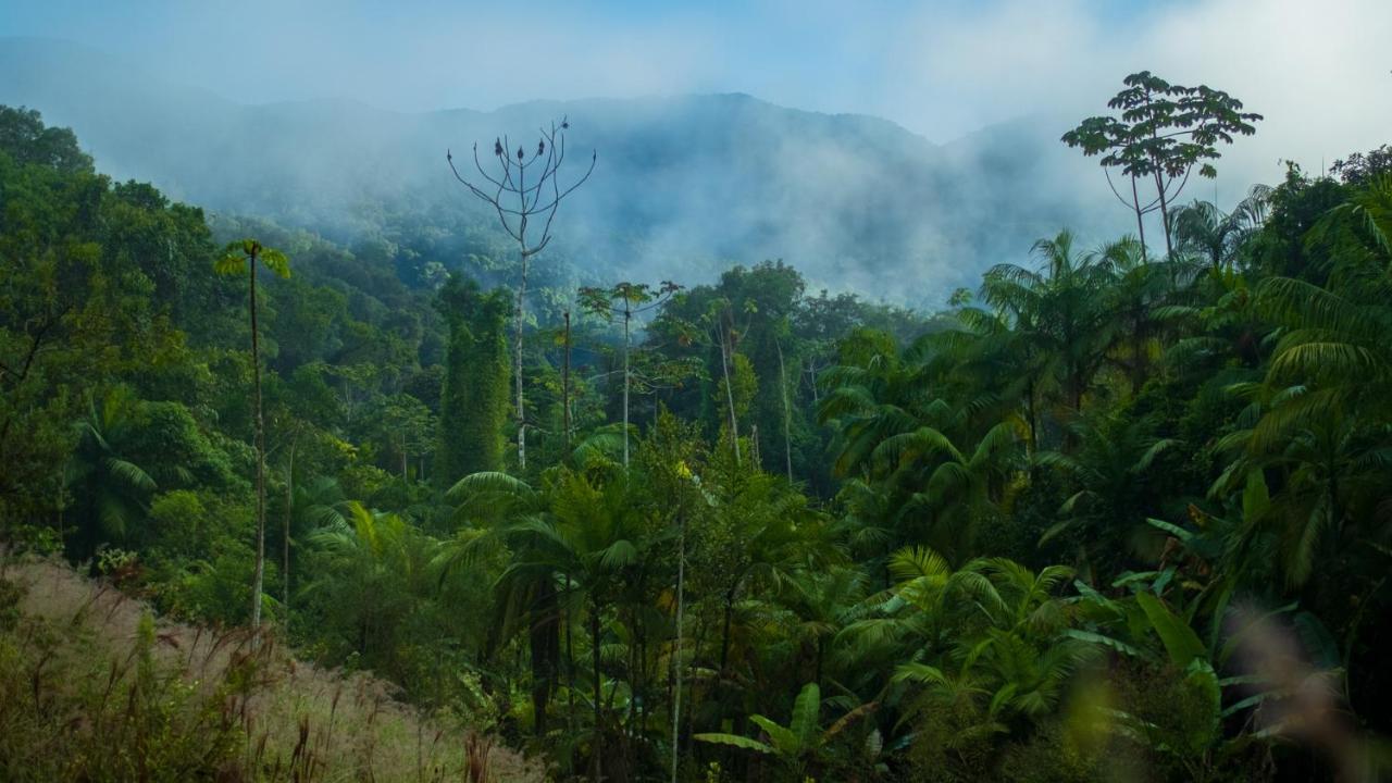 Pousada Salve Floresta Tapiraí Extérieur photo